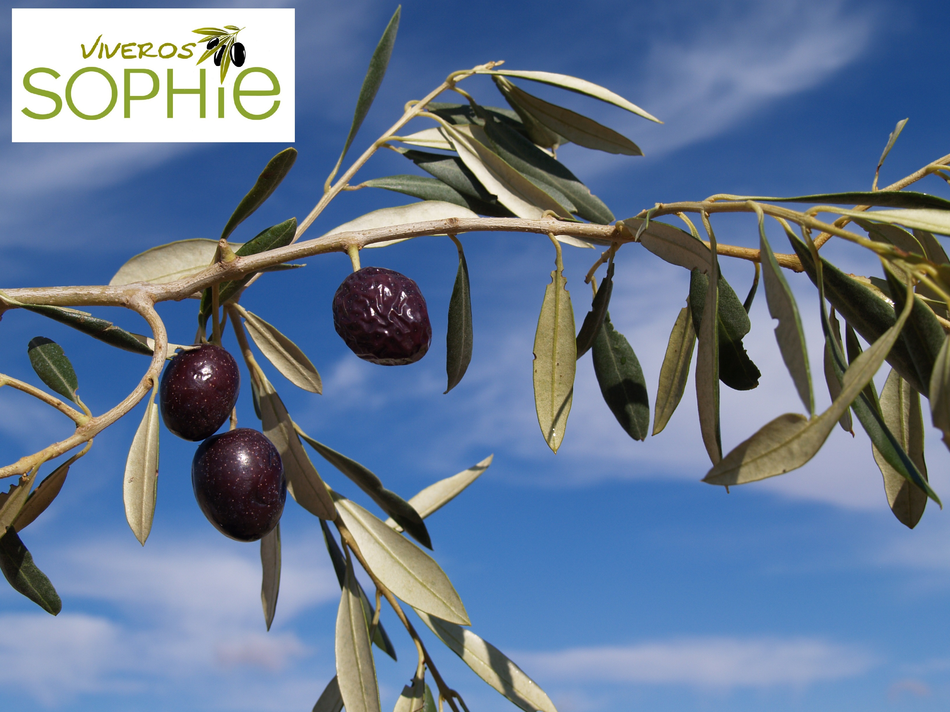 Variedad de olivo SANT’  AGOSTINO